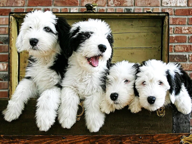 Four Puppies in Trunk