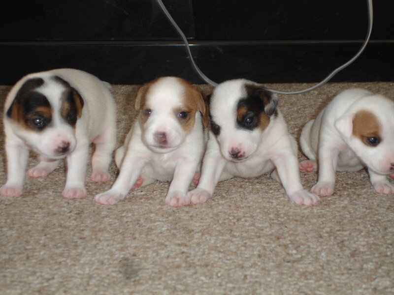 four puppies on carpet