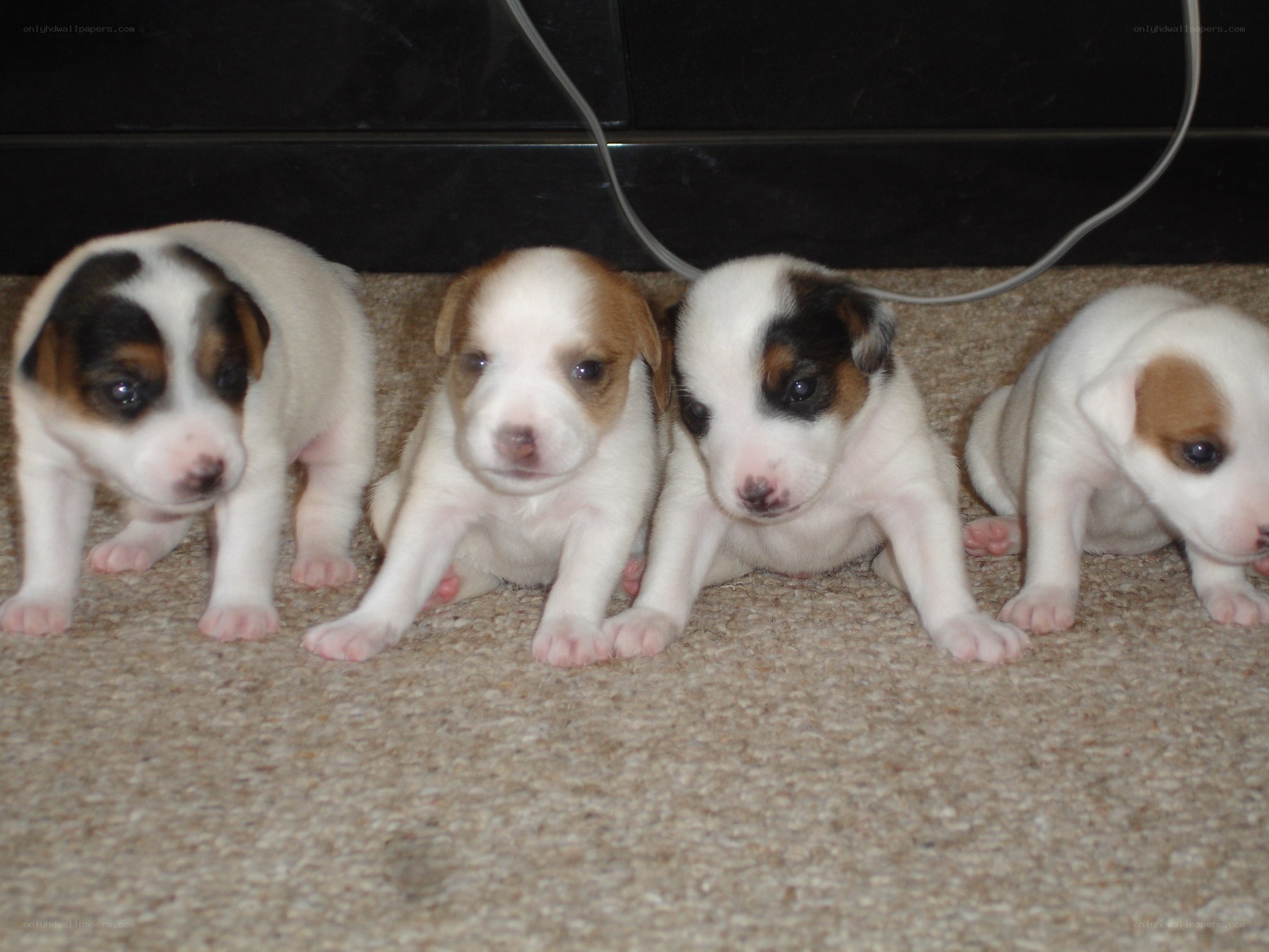 four puppies on carpet