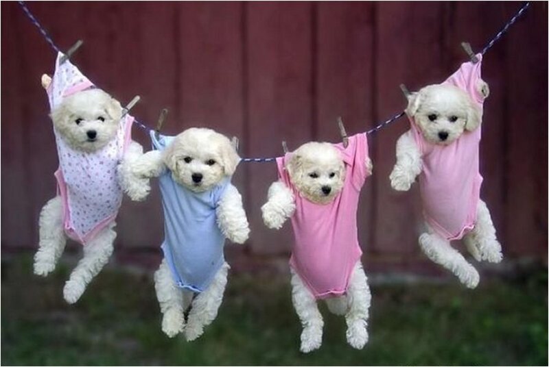 Four Puppies on Clothesline