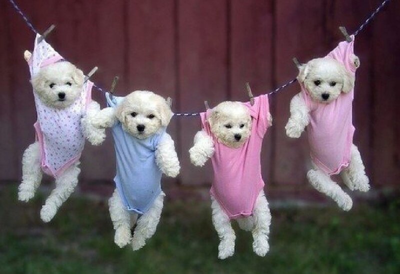 Four Puppies on Clothesline — White