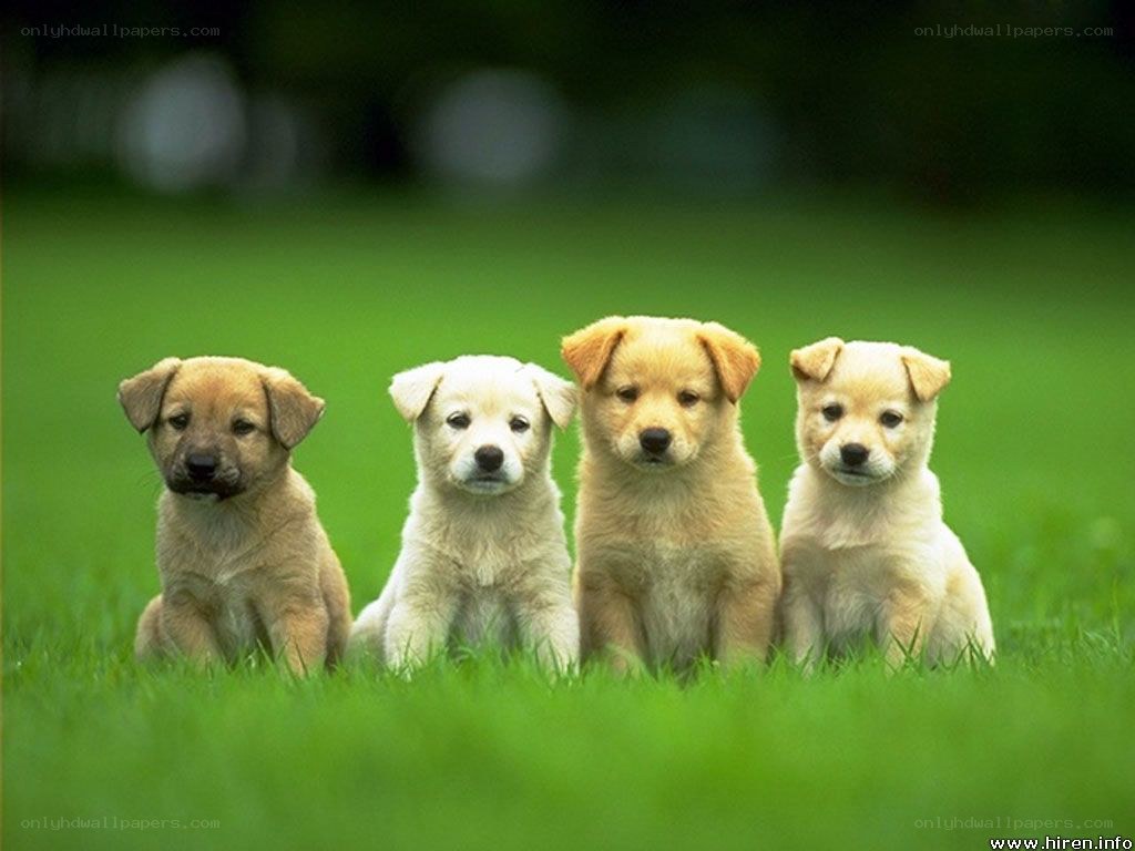 four puppies on grass