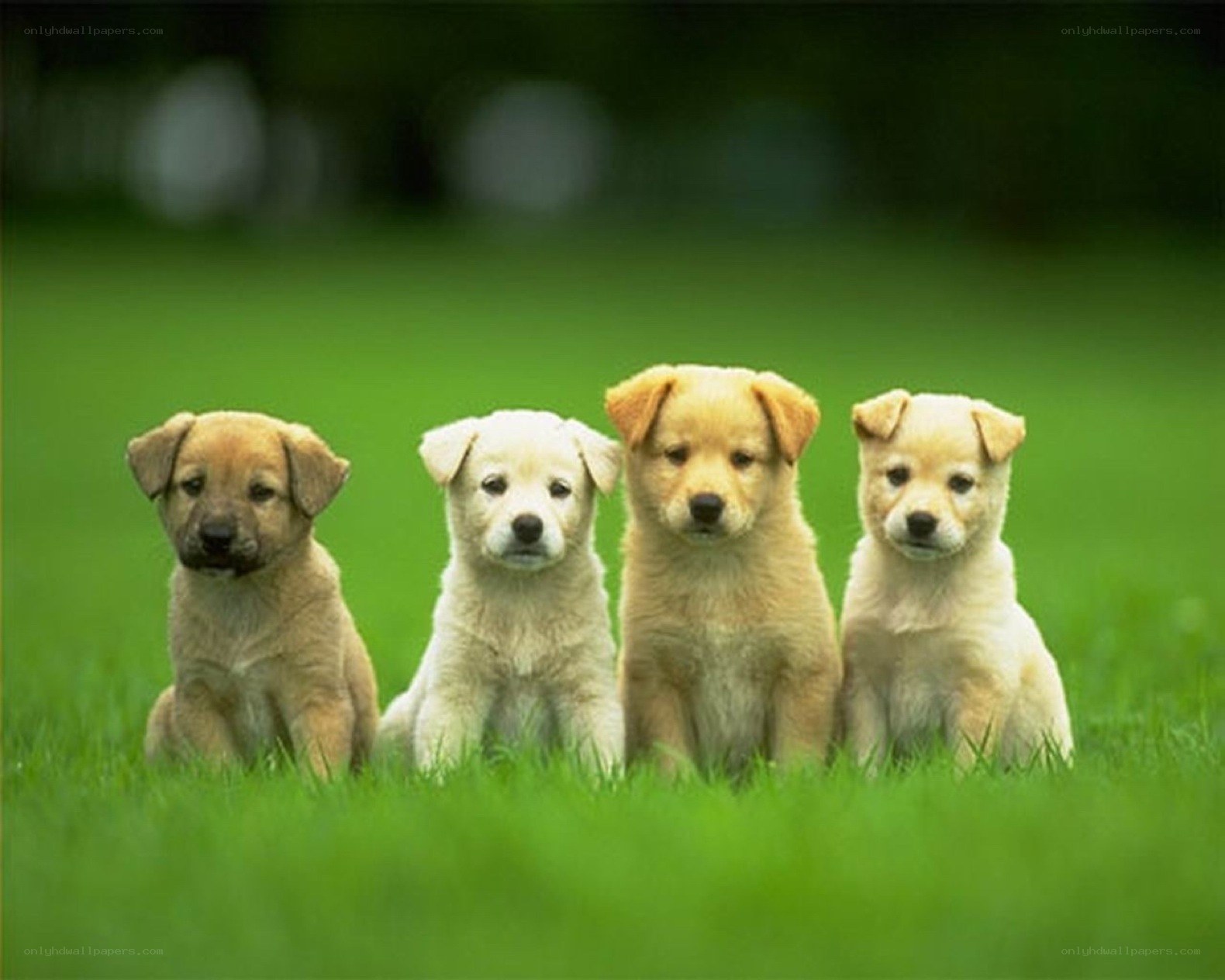 four puppies on grass