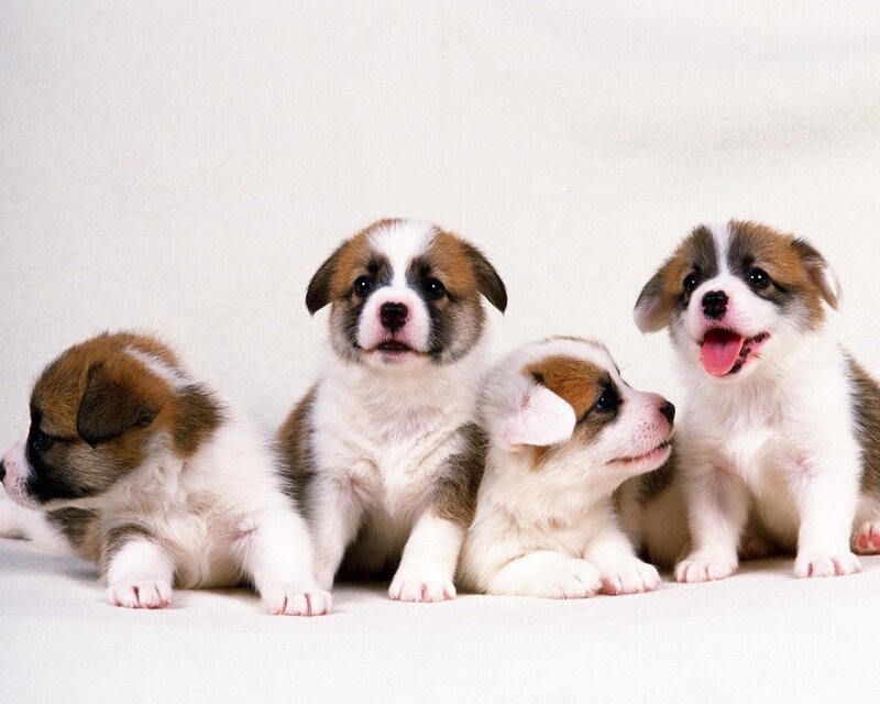 four puppies on white