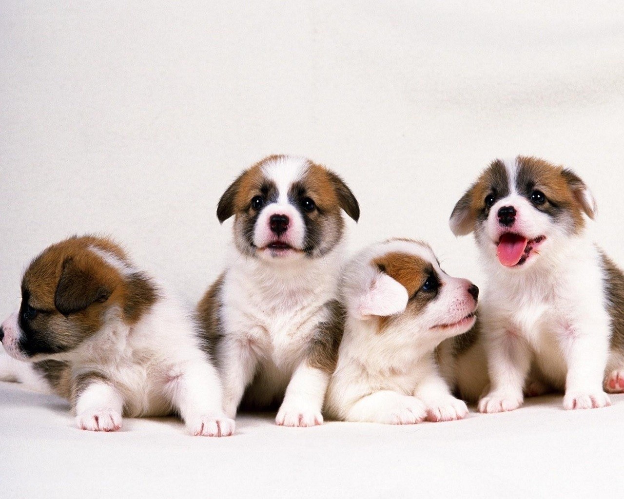 four puppies on white