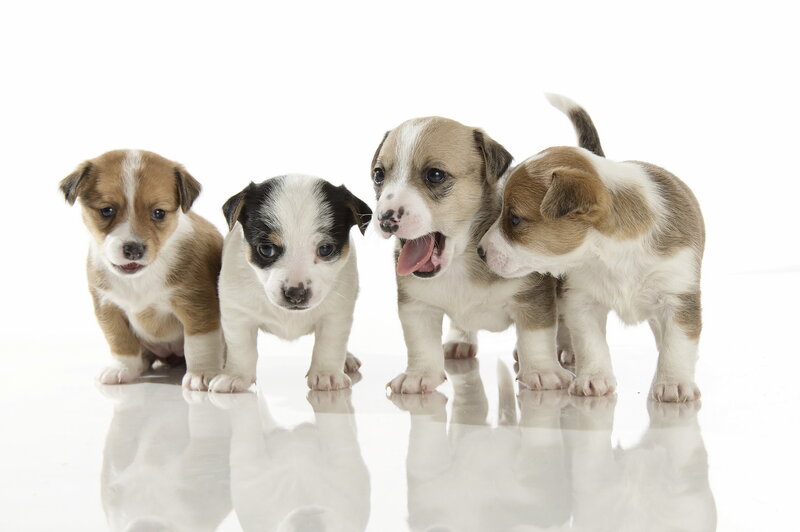 Four Puppies Standing