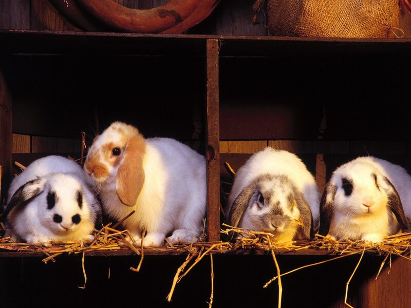 Four Rabbits in a Hutch