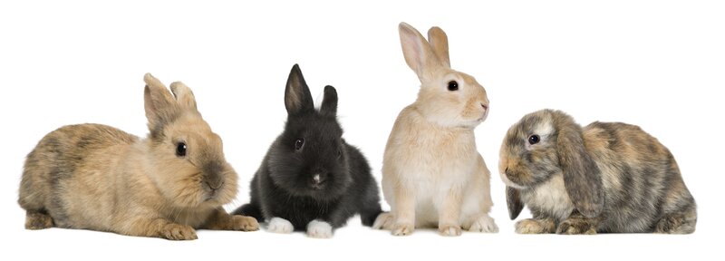 four rabbits in a row