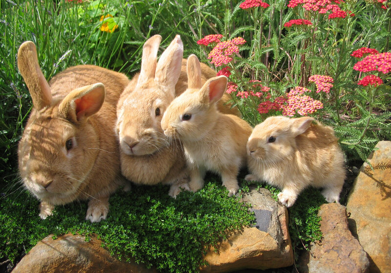 Four Rabbits in Garden