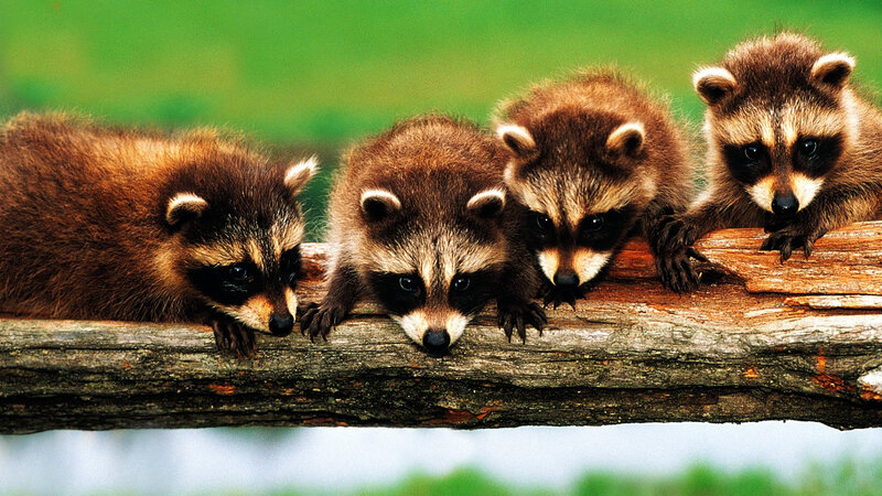 Four Raccoon Kits — Brown, Curious, Afternoon