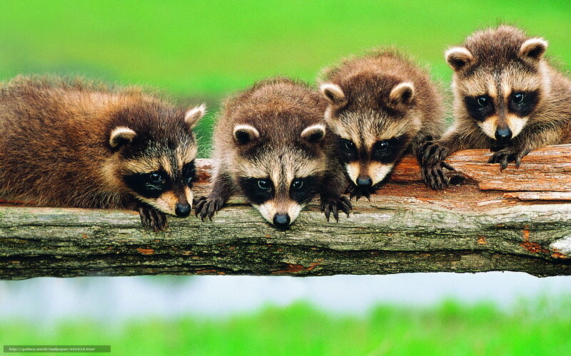 Four Raccoon Kits — Brown, Curious, Photograph