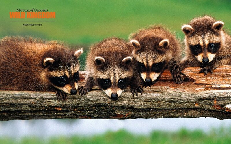 Four Raccoon Kits — Brown