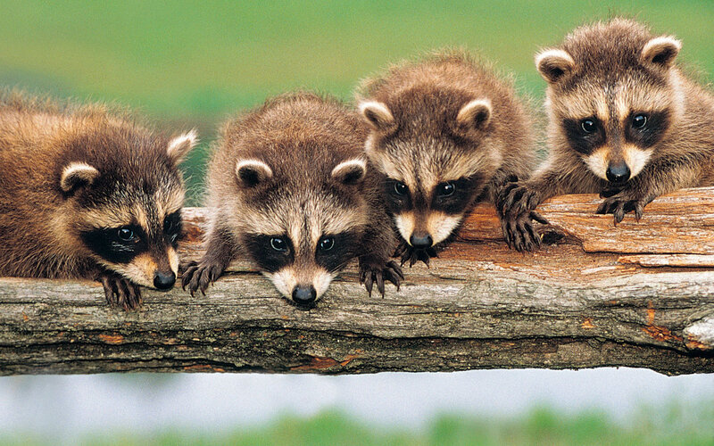 Four Raccoon Kits