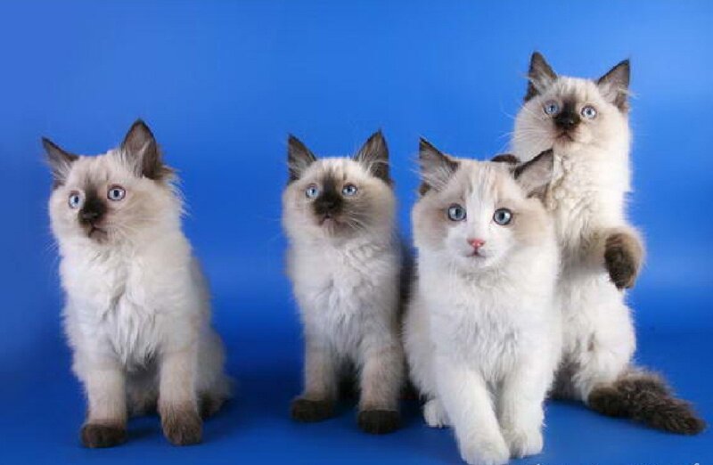 Four Ragdoll Kittens — Blue