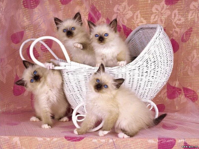 Four Ragdoll Kittens — Pink