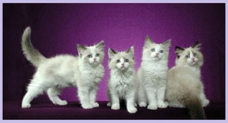 Four Ragdoll Kittens — Purple