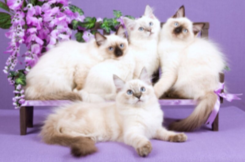 Four Ragdoll Kittens