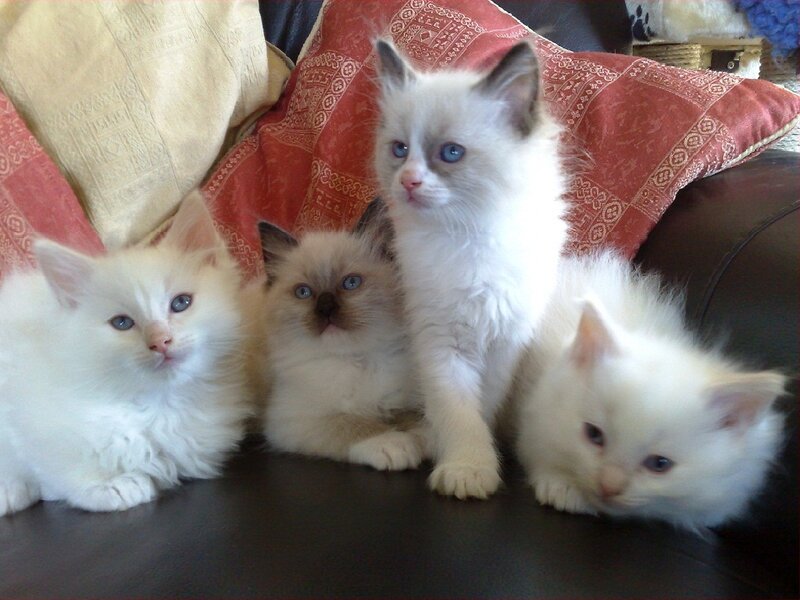 Four Ragdoll Kittens — White, Calm, Photograph, Couch