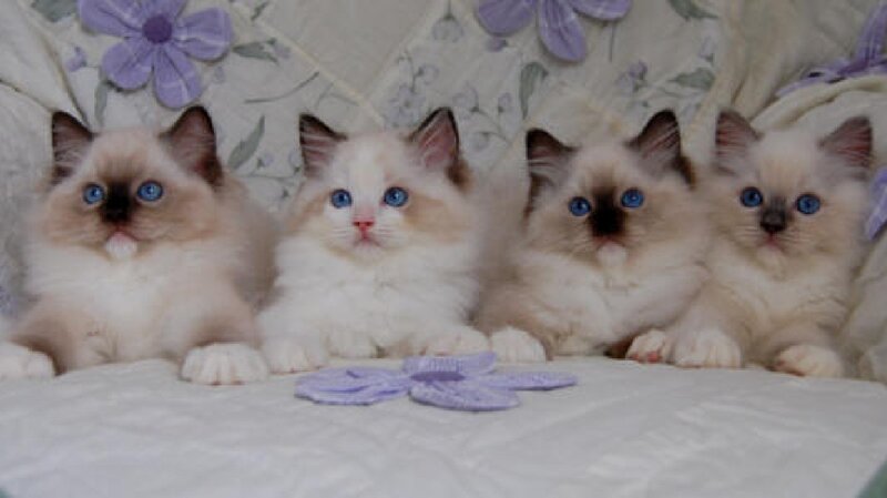 Four Ragdoll Kittens — White, Calm, Photograph