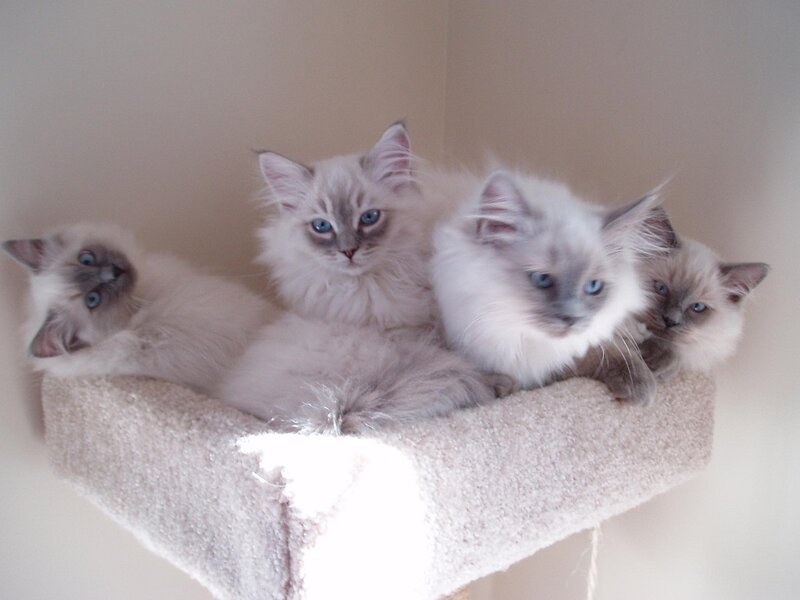 Four Ragdoll Kittens — White, Calm