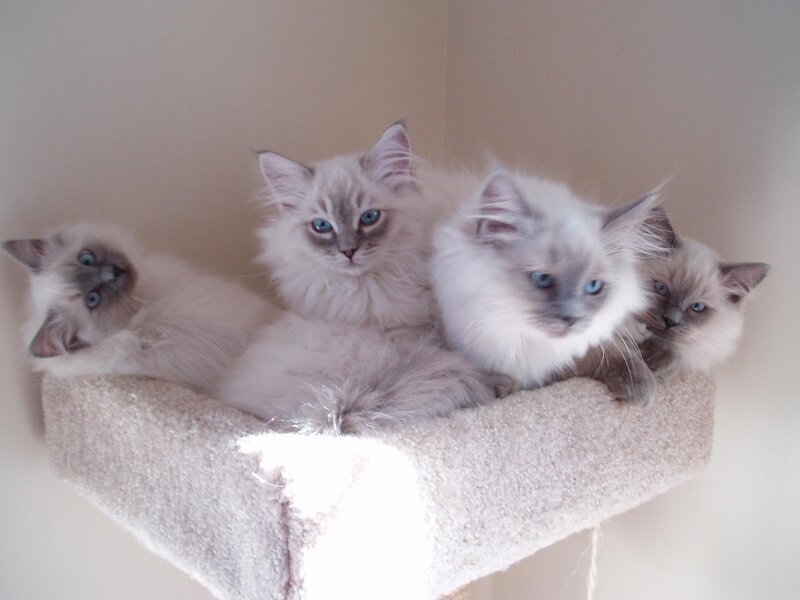 Four Ragdoll Kittens — White