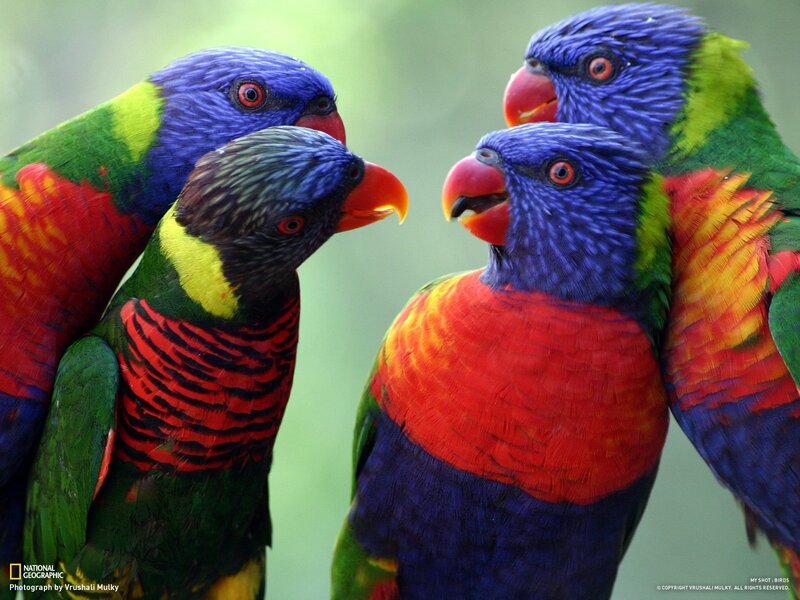 Four Rainbow Lorikeets — Blue