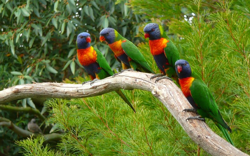 Four Rainbow Lorikeets — Green