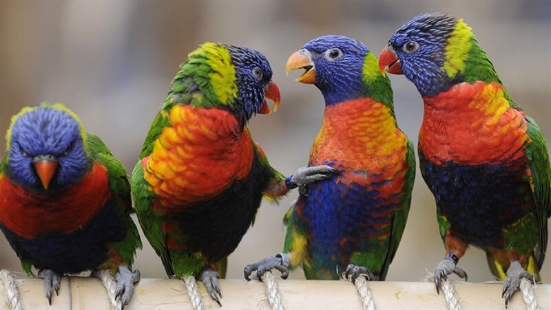 Four Rainbow Lorikeets