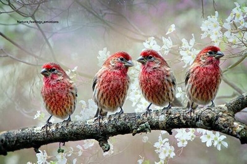 Four Red Birds on Branch — Serene, Spring
