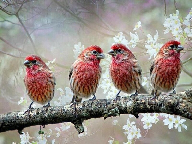 Four Red Birds on Branch — Serene