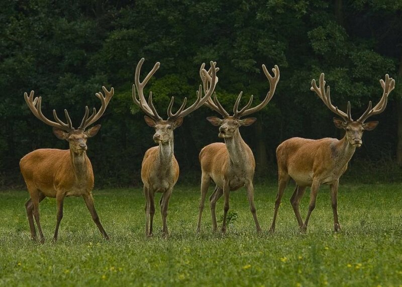 Four Red Deer Stags
