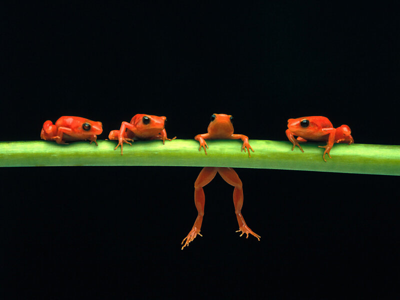 Four red frogs on a branch