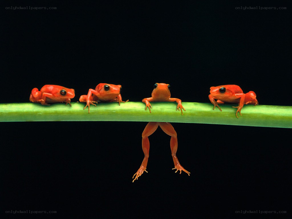 Four red frogs on a branch
