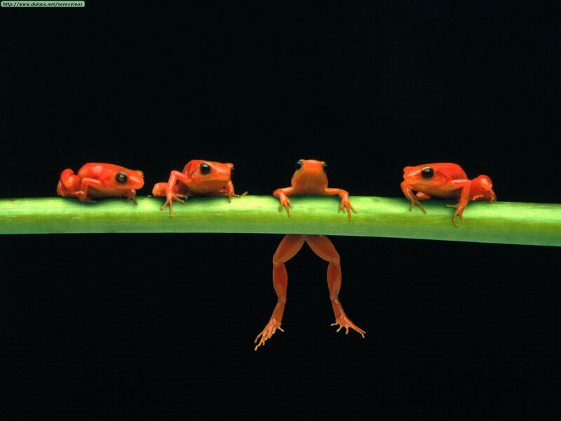 Four red frogs on a branch