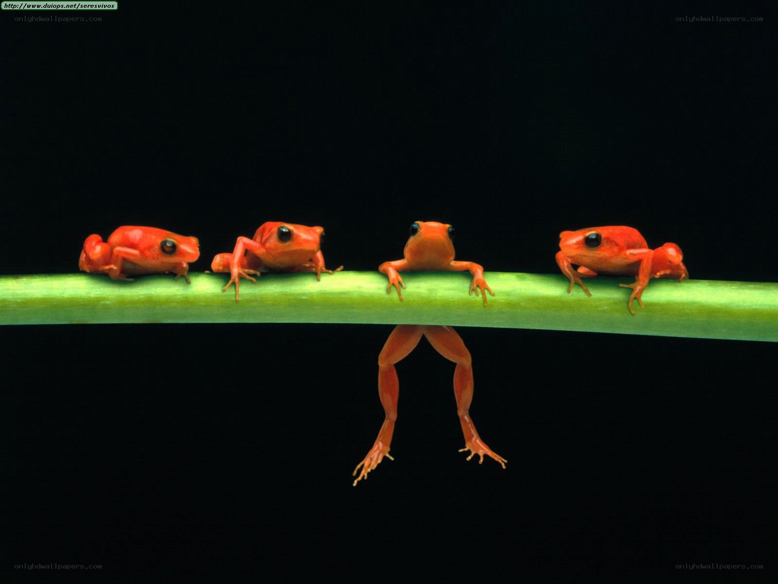 Four red frogs on a branch