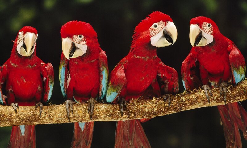 Four Red Macaws — Natural