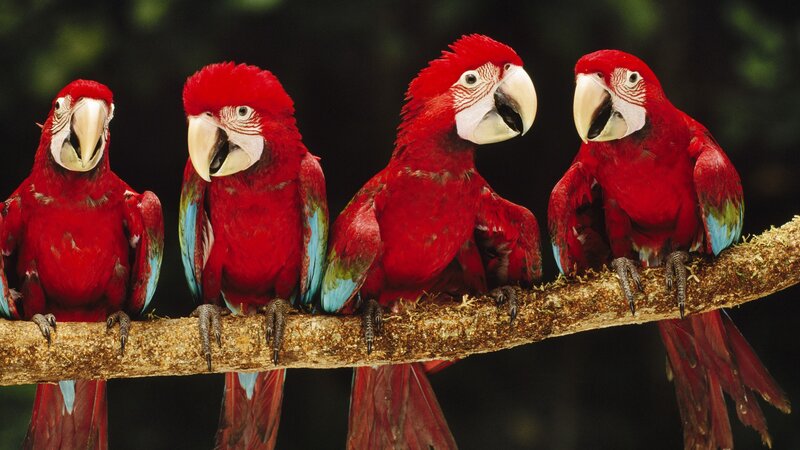 four red macaws on a branch