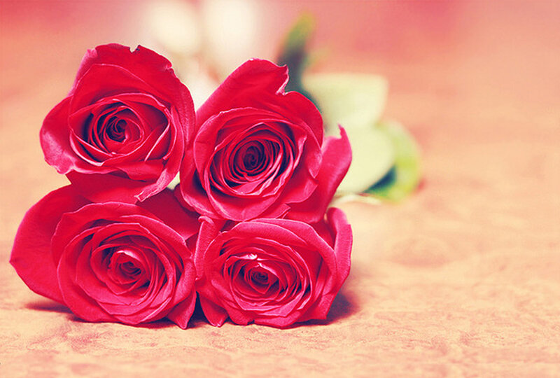 Four Red Roses — Calm, Photograph