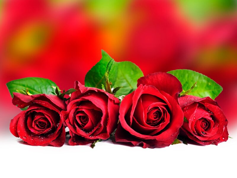 Four Red Roses — Calm