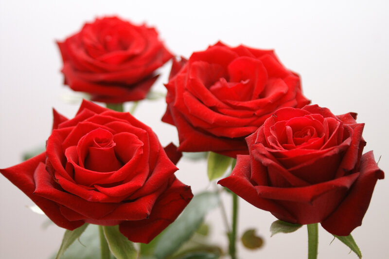 Four Red Roses