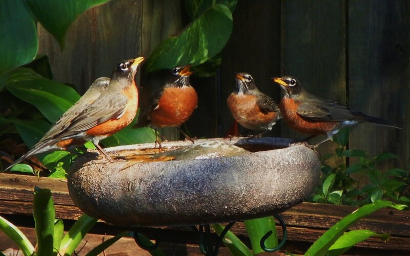 Four Robins on Birdbath