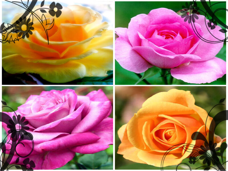 Four Roses in a Collage