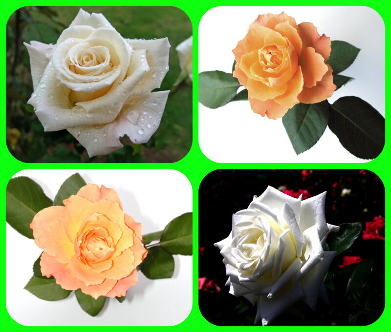 Four Roses in a Collage — White