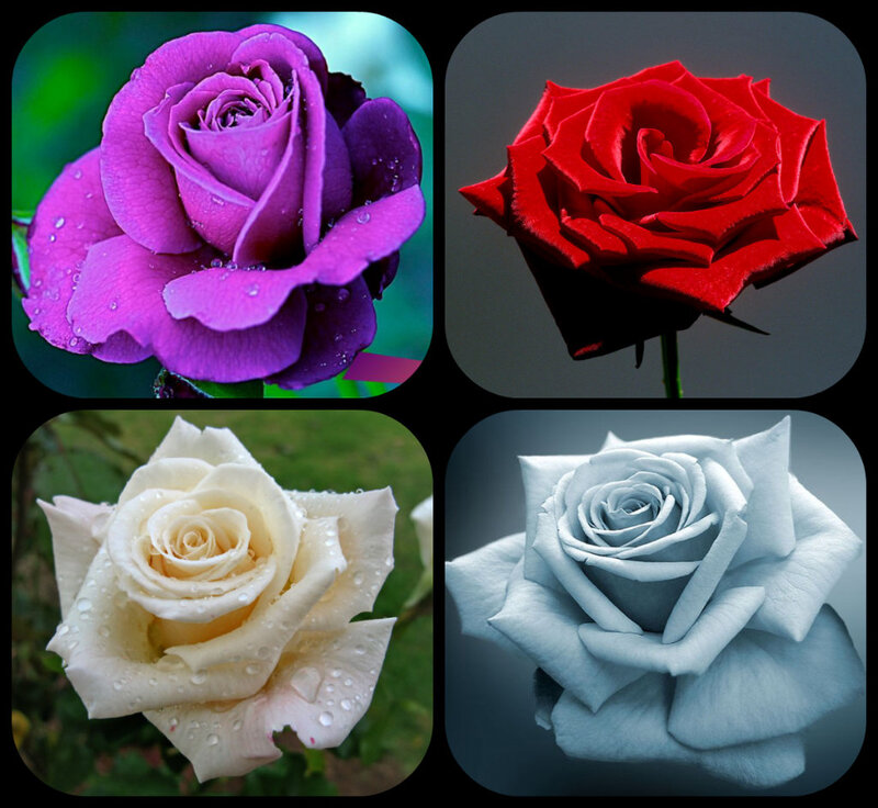 Four Roses in a Grid