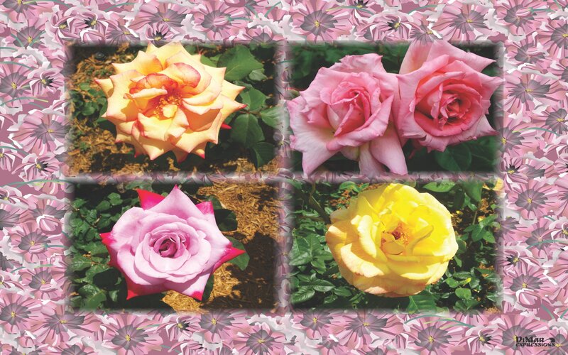 Four Roses in Garden