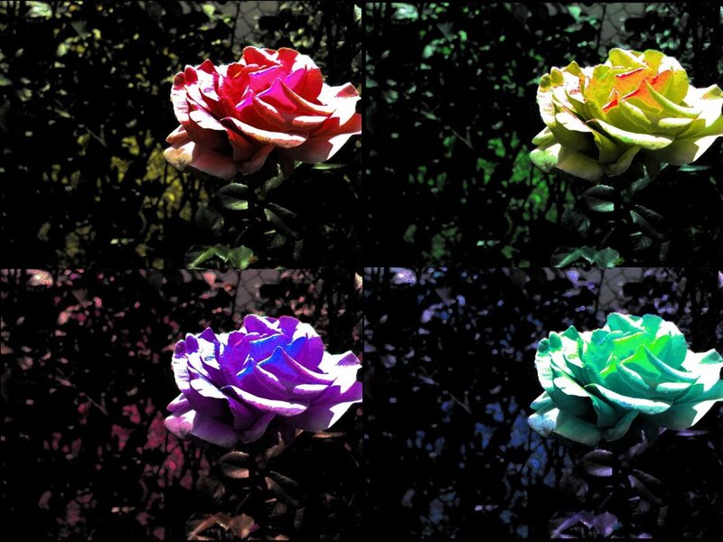 Four Roses in Panels