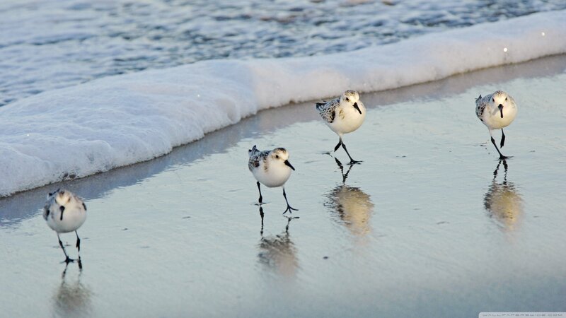 Four Sandpipers on Beach
