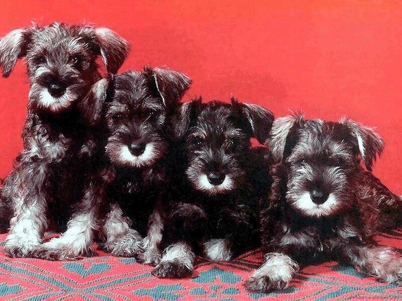 four schnauzer puppies