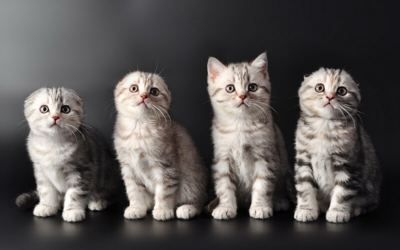 Four Scottish Fold Kittens