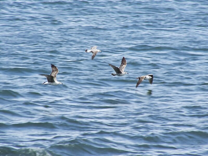 Four Seagulls Flying